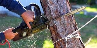 Professional Tree Removal in Caney, KS