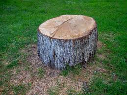 Best Tree Cabling and Bracing  in Caney, KS