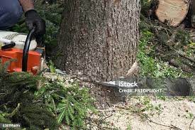 Best Tree Health Inspection  in Caney, KS