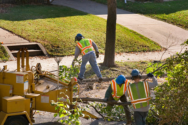 Best Lawn Disease Treatment  in Caney, KS