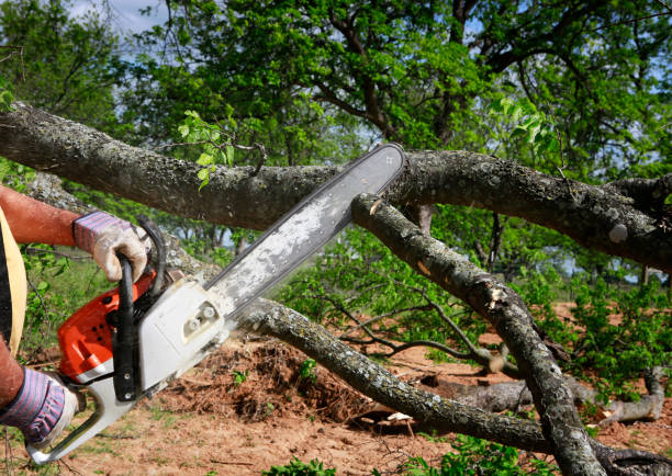 Best Utility Line Clearance  in Caney, KS